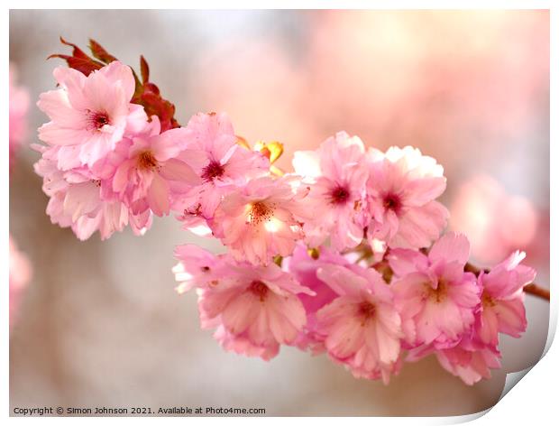 Sunlit Cherry Blossom Print by Simon Johnson