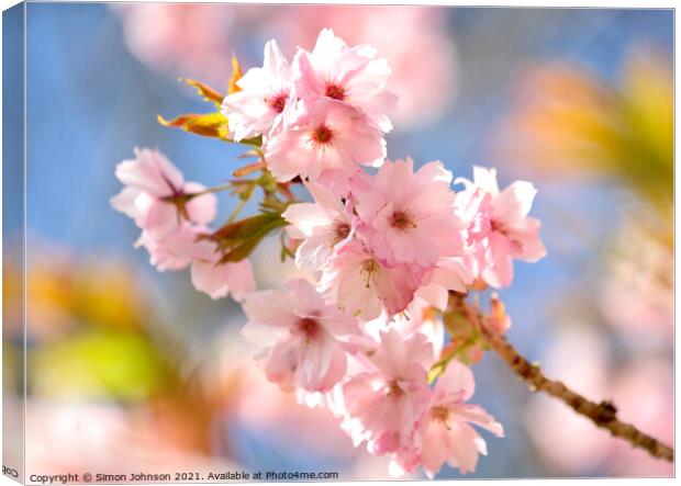 Sunlit Cherry Blossom  Canvas Print by Simon Johnson