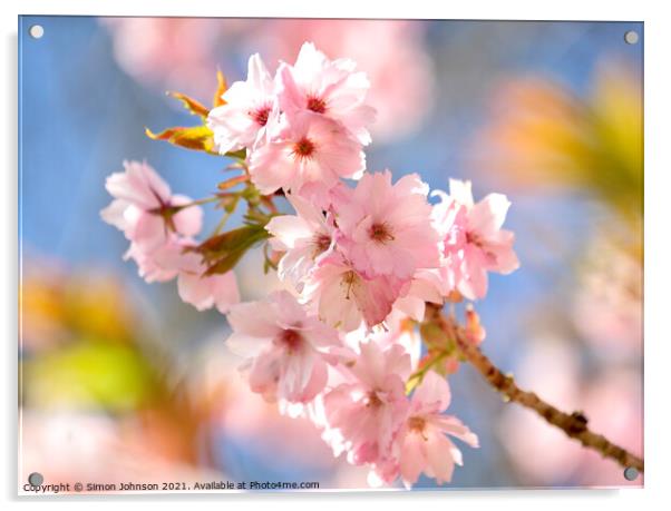 Sunlit Cherry Blossom  Acrylic by Simon Johnson