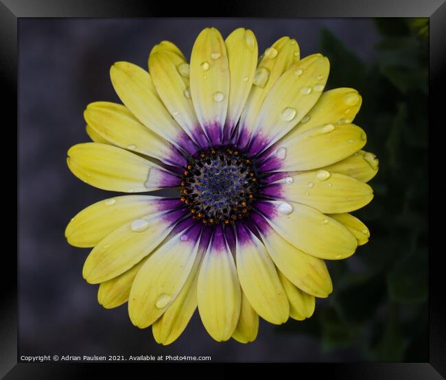 Bright yellow daisy flower Framed Print by Adrian Paulsen