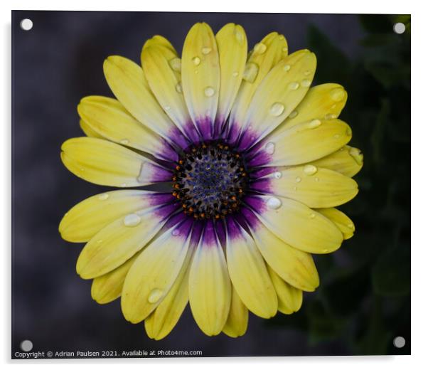 Bright yellow daisy flower Acrylic by Adrian Paulsen