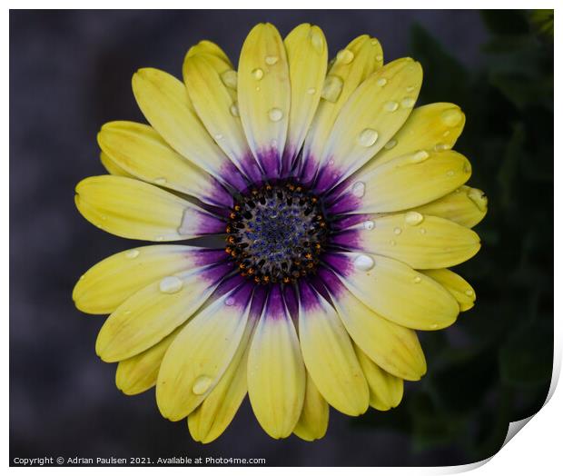 Bright yellow daisy flower Print by Adrian Paulsen