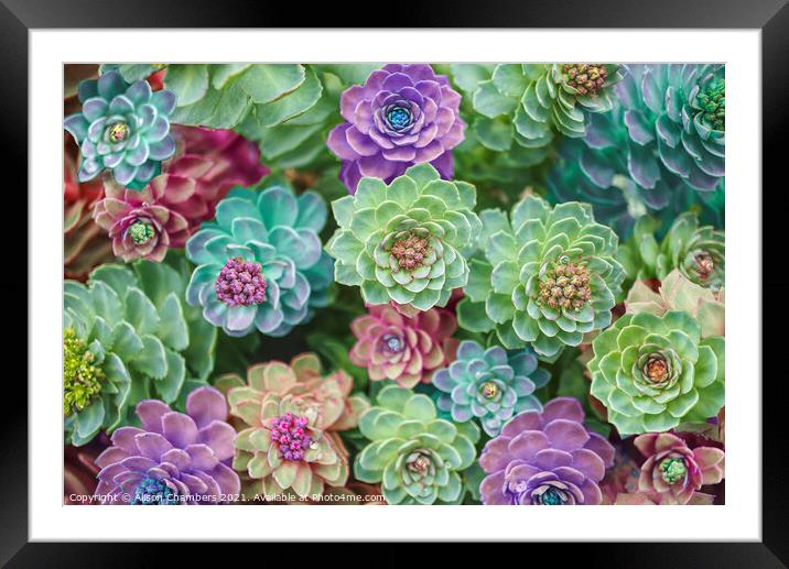 Spectacular Sedums Framed Mounted Print by Alison Chambers
