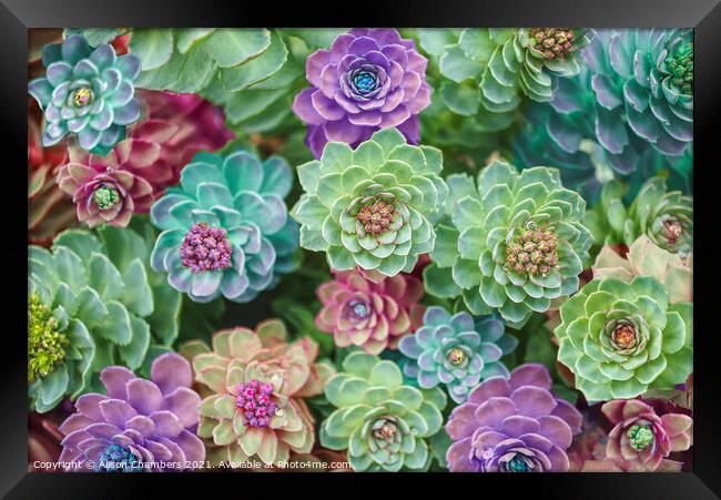 Spectacular Sedums Framed Print by Alison Chambers