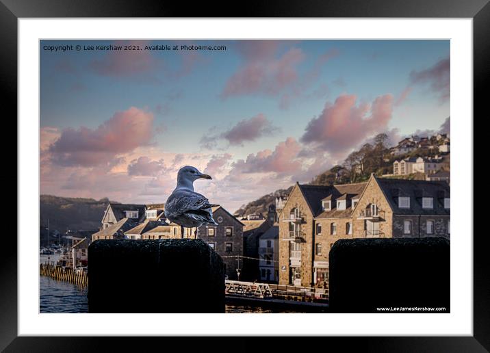 Looe Seagull - Lord of all I Survey Framed Mounted Print by Lee Kershaw
