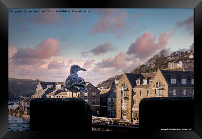 Looe Seagull - Lord of all I Survey Framed Print by Lee Kershaw