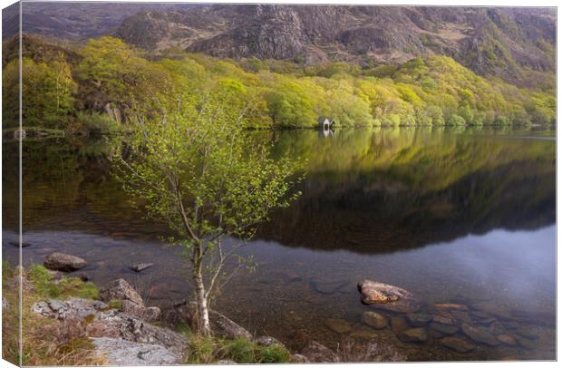 A spring morning at Llyn Dinas Canvas Print by Rory Trappe