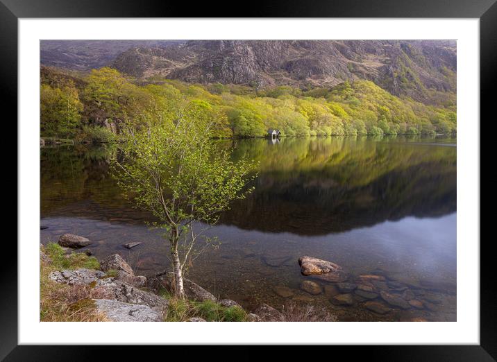 A spring morning at Llyn Dinas Framed Mounted Print by Rory Trappe