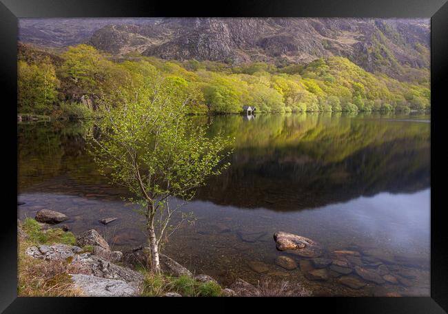 A spring morning at Llyn Dinas Framed Print by Rory Trappe