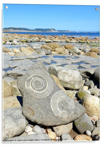 Large ammonite fossils Lyme Regis Acrylic by Love Lyme Regis