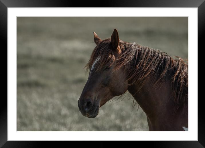 Beautiful horse Framed Mounted Print by Dorringtons Adventures