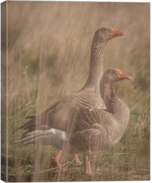 Geese through reeds Canvas Print by Dorringtons Adventures