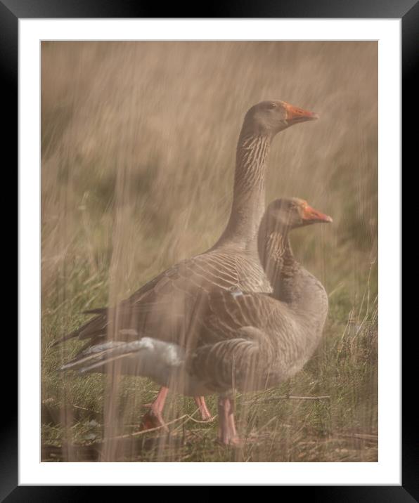 Geese through reeds Framed Mounted Print by Dorringtons Adventures
