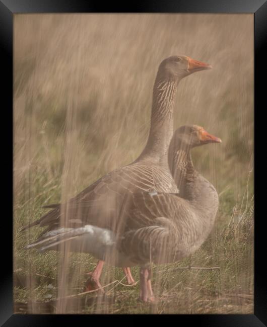 Geese through reeds Framed Print by Dorringtons Adventures