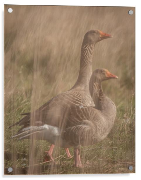 Geese through reeds Acrylic by Dorringtons Adventures