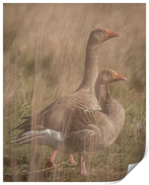 Geese through reeds Print by Dorringtons Adventures