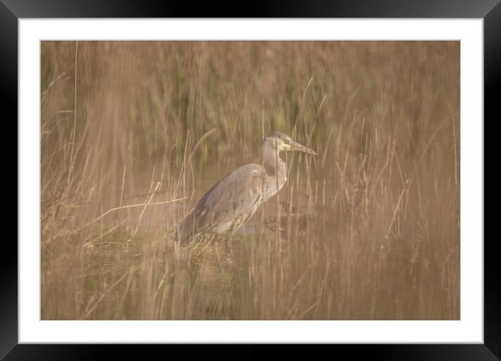 Heron through the reeds Framed Mounted Print by Dorringtons Adventures