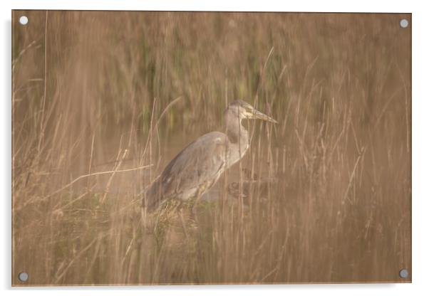 Heron through the reeds Acrylic by Dorringtons Adventures