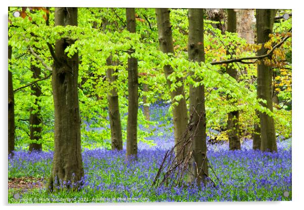 Twigs against a Tree and Bluebells in Middleton Woods in Spring  Acrylic by Mark Sunderland