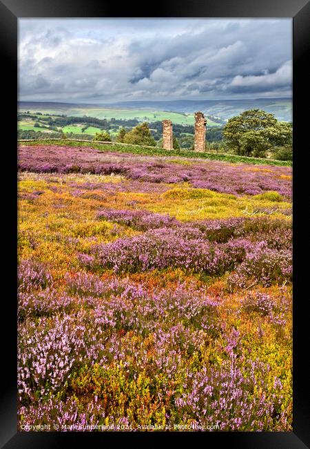 Heather in Bloom at Yorkes Folly or Two Stoops Framed Print by Mark Sunderland