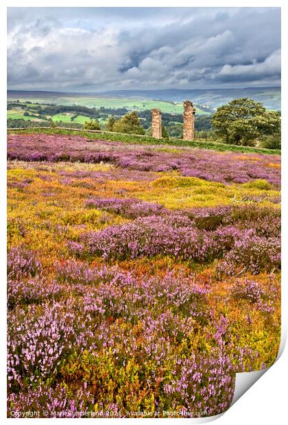 Heather in Bloom at Yorkes Folly or Two Stoops Print by Mark Sunderland