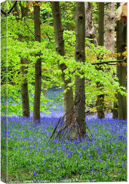 Twigs against a Tree and Bluebells in Middleton Woods in Spring  Canvas Print by Mark Sunderland