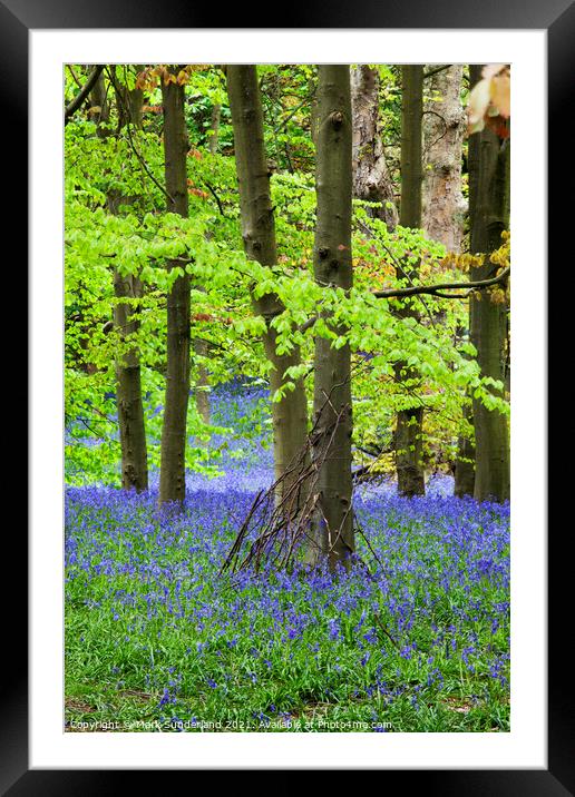Twigs against a Tree and Bluebells in Middleton Woods in Spring  Framed Mounted Print by Mark Sunderland