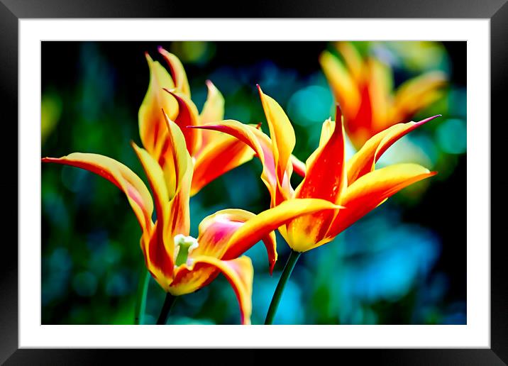 TL0001 - Another Hot One Framed Mounted Print by Robin Cunningham