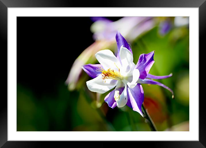 TL0004 - The Big Purple and White One Framed Mounted Print by Robin Cunningham