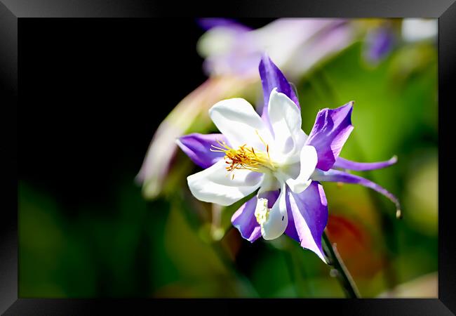 TL0004 - The Big Purple and White One Framed Print by Robin Cunningham