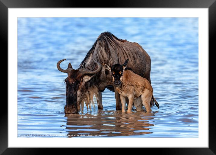 Wildebeest And Calf At Waterhole Framed Mounted Print by Steve de Roeck