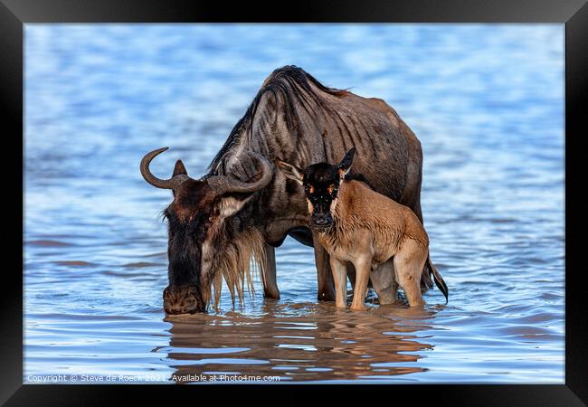 Wildebeest And Calf At Waterhole Framed Print by Steve de Roeck