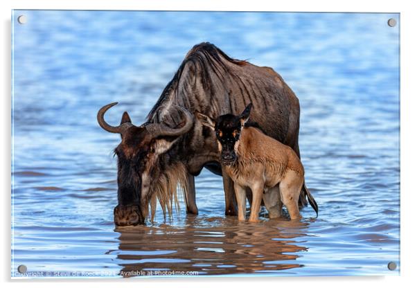 Wildebeest And Calf At Waterhole Acrylic by Steve de Roeck