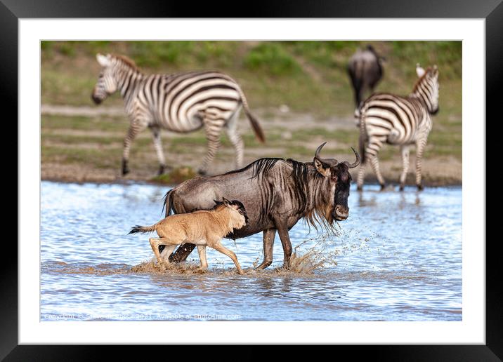 Wildebeest, Baby & Zebra. Framed Mounted Print by Steve de Roeck