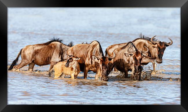 Wildebeest Take A Moment To Relax With Their Baby. Framed Print by Steve de Roeck