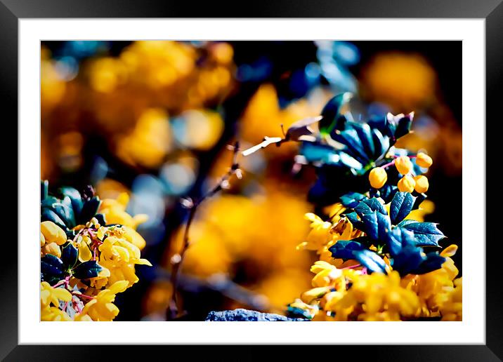 TL0007 - Golden Splash Framed Mounted Print by Robin Cunningham