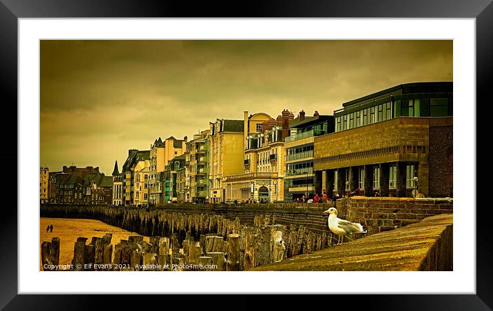 Gull Watching Framed Mounted Print by Elf Evans