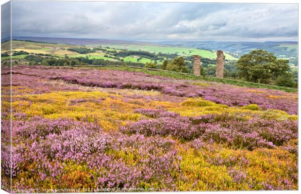 Heather in Bloom at Yorkes Folly or Two Stoops Canvas Print by Mark Sunderland