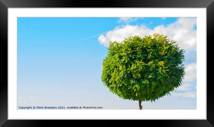 round pom-pom ball accacia tree with copy space Framed Mounted Print by Florin Brezeanu