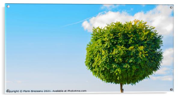 round pom-pom ball accacia tree with copy space Acrylic by Florin Brezeanu