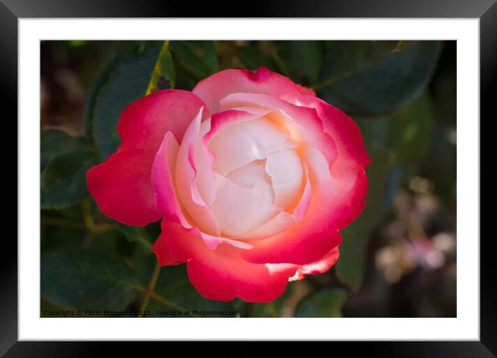one beautiful red and white rose Framed Mounted Print by Florin Brezeanu
