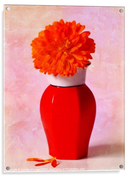 Calendula In Chinese Vase Acrylic by Sandra Pledger