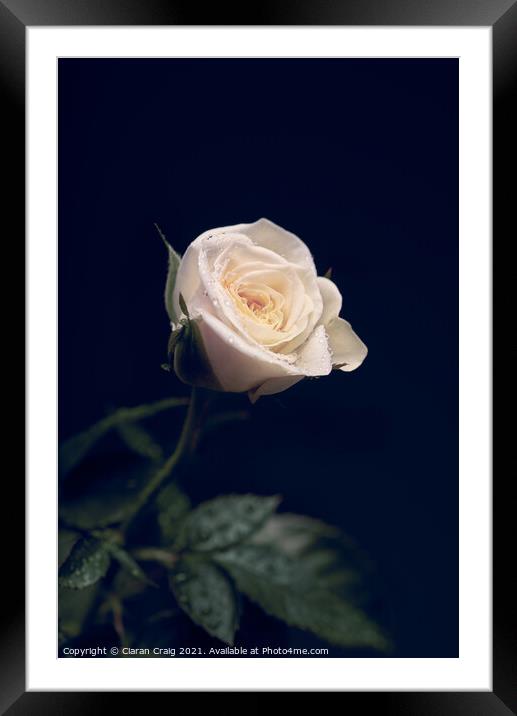 Little White Rose  Framed Mounted Print by Ciaran Craig