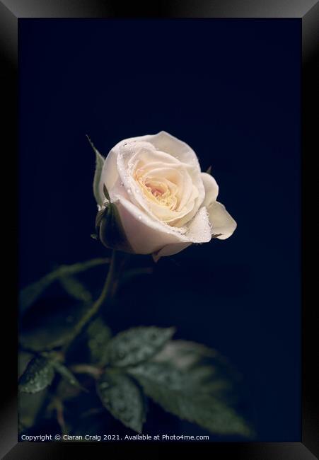Little White Rose  Framed Print by Ciaran Craig