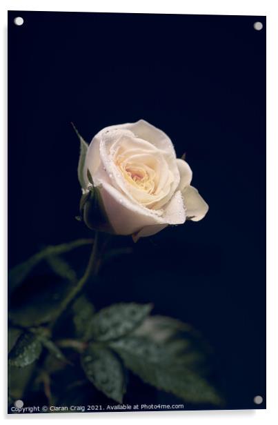 Little White Rose  Acrylic by Ciaran Craig