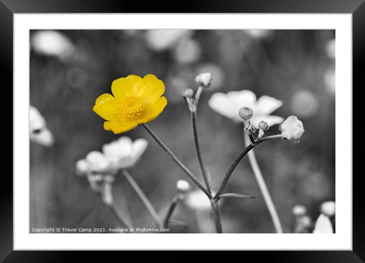 Buttercup Colour Pop Framed Mounted Print by Trevor Camp