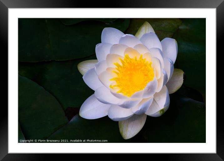 close-up view of one blossom water lily white and yellow  Framed Mounted Print by Florin Brezeanu