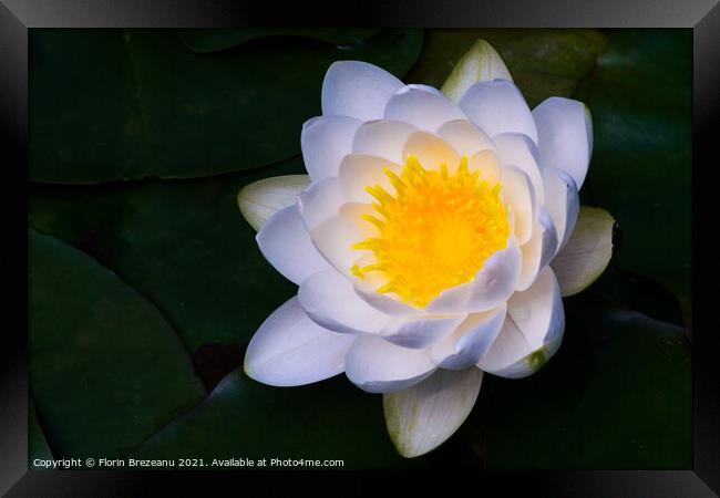 close-up view of one blossom water lily white and yellow  Framed Print by Florin Brezeanu