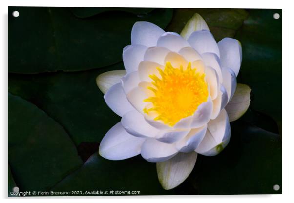close-up view of one blossom water lily white and yellow  Acrylic by Florin Brezeanu