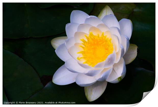 close-up view of one blossom water lily white and yellow  Print by Florin Brezeanu